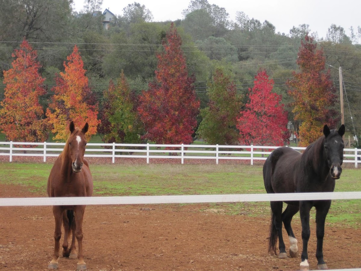 Well-maintained horse fencing at 8 Oaks Ranch